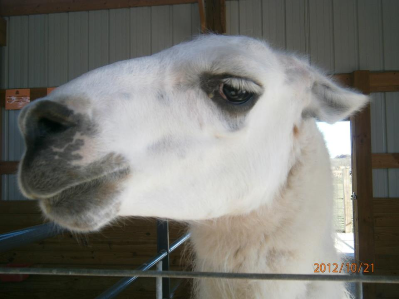 Illustration for article titled Your Llama Stories.